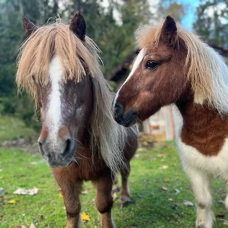 Σαλέ Les Bleuets 12p - Babyfoot & Wii *